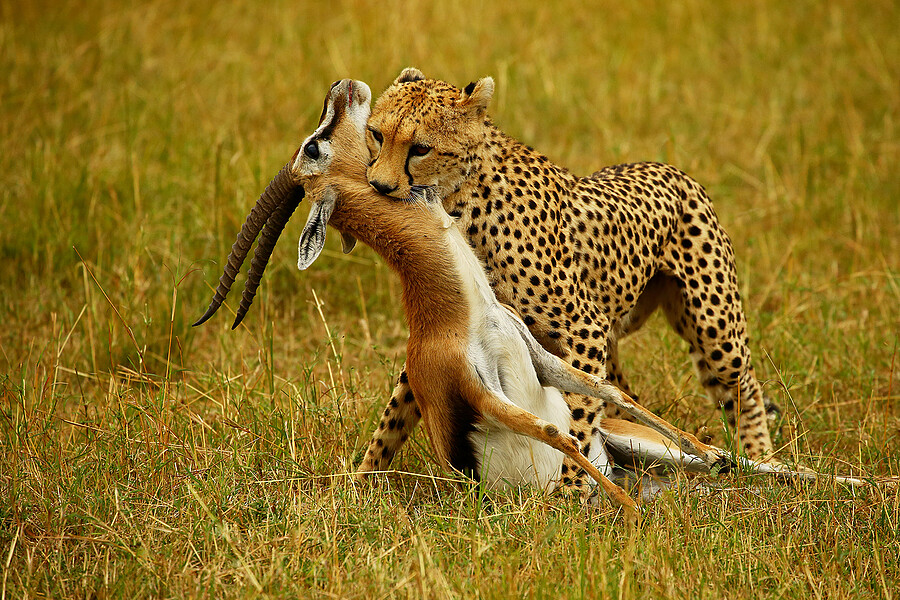 CHEETAH MOVES KILL